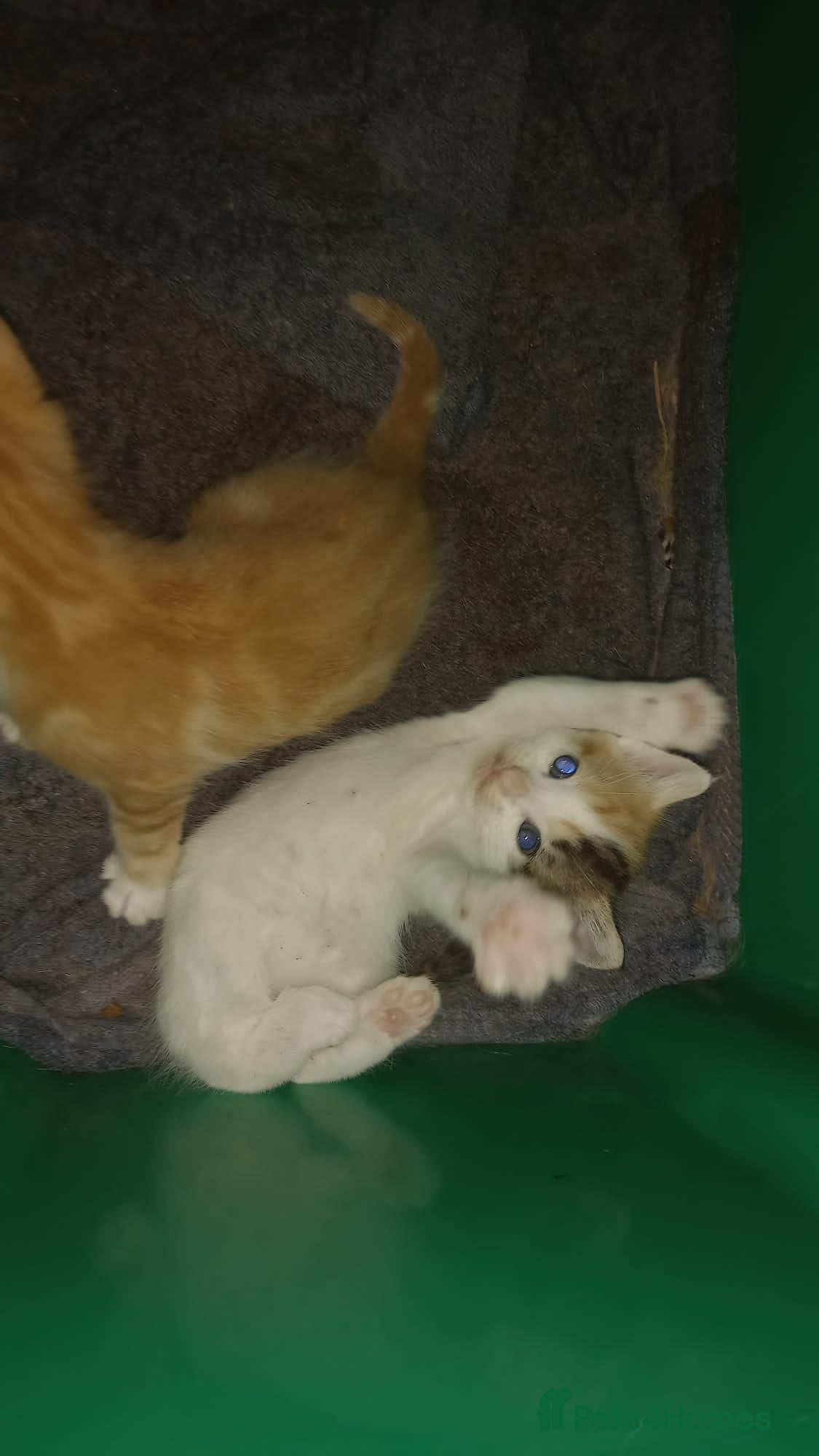 Mixed Breed cats 2 kittens  in Chatham - Advert 2