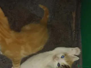 Mixed Breed cats 2 kittens in Chatham - Advert 2