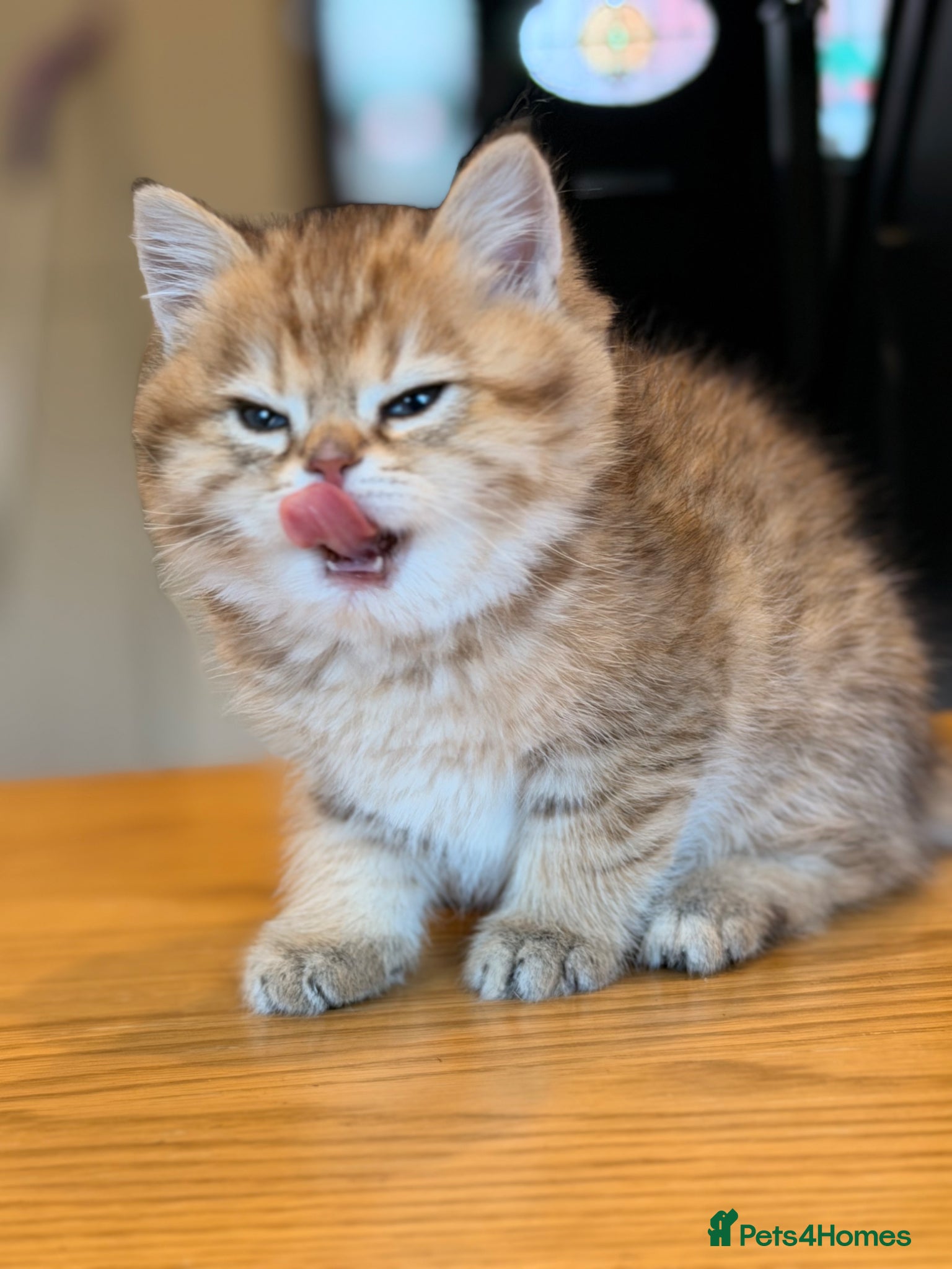 British Shorthair cats British Shorthair Golden Chinchilla Kittens - Advert 8
