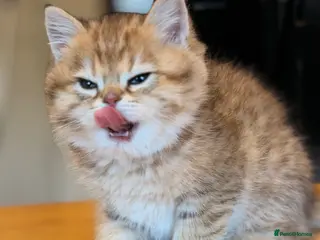 British Shorthair cats British Shorthair Golden Chinchilla Kittens - Advert 8