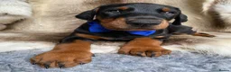 Dobermann dogs for sale: *KC REGISTERED* HEALTH TESTED DOBERMAN PUPPIES - Advert 32