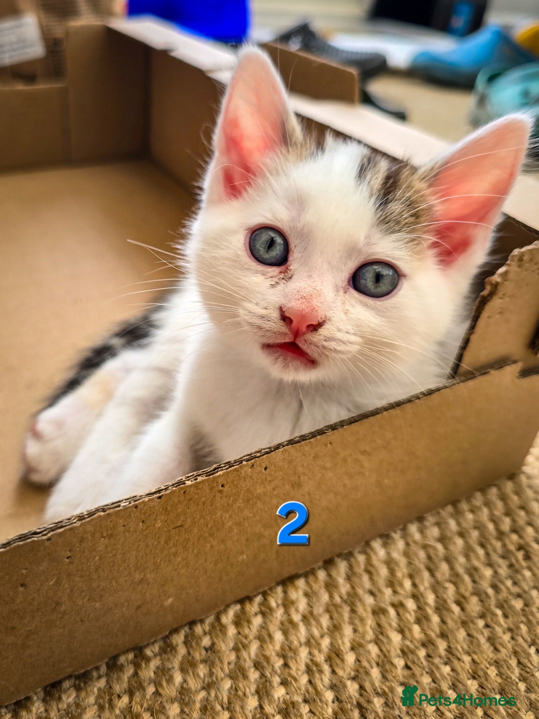 Mixed Breed cats for sale: 7 adorable kittens looking for loving homes - Image 7