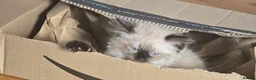Ragdoll cats for sale: Ragdoll/Siberian mix kittens - Advert 21