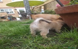 Chihuahua dogs for sale: Adorable Loving hand reared ready now Chihuahuas - Image 5