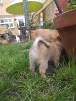 Chihuahua dogs - Advert 12