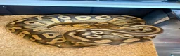 Python Snake reptiles for sale: Royal pythons  - Advert 24