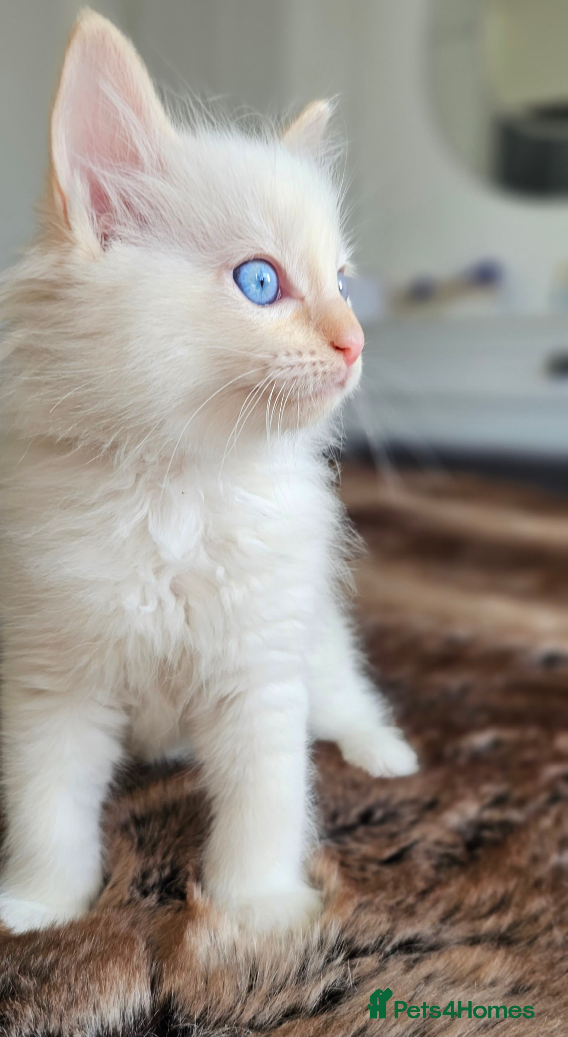 Ragdoll cats stunning  little  ragdoll  kittens  - Advert 13