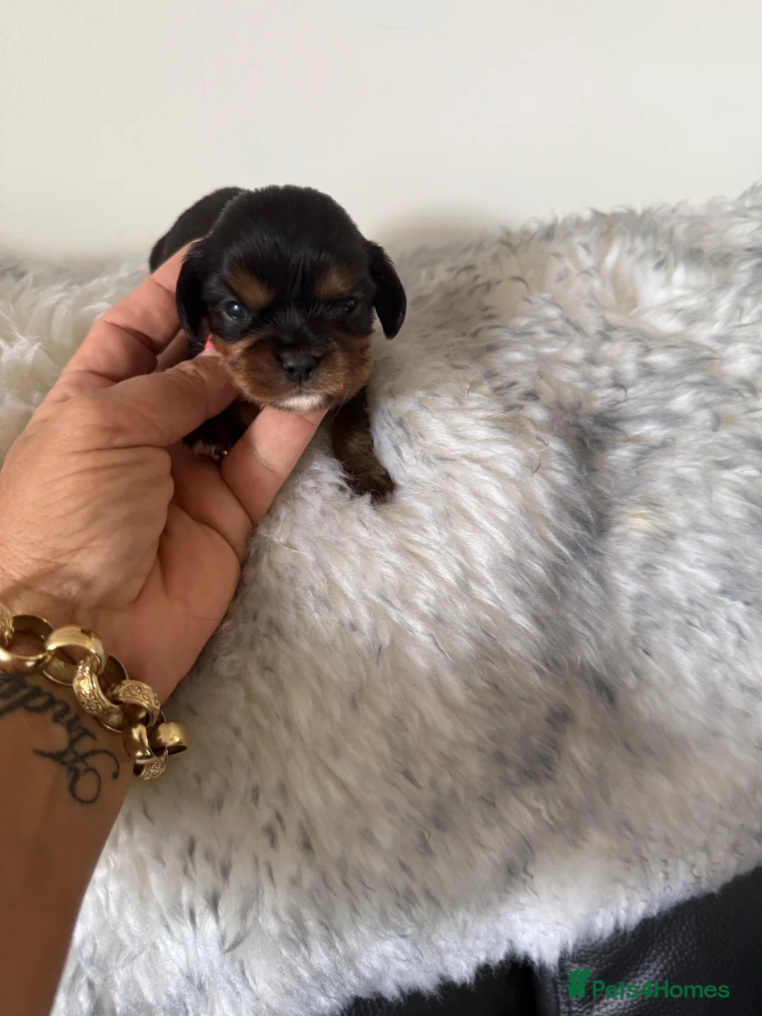 Cavalier King Charles Spaniel dogs for sale: 💙Ready now Kc dna clear cavalier pupies 💙 - Advert 40