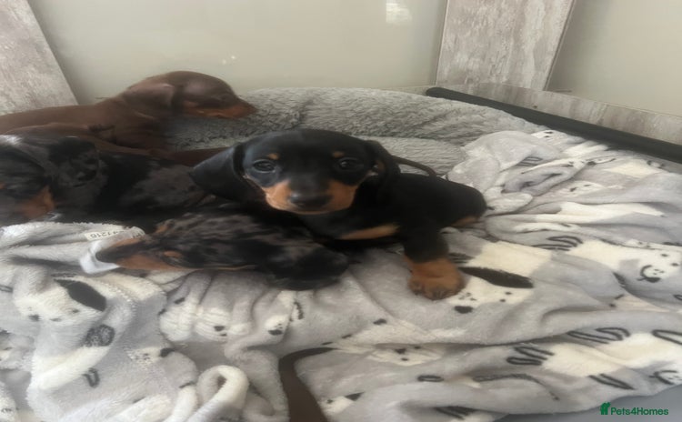 Miniature Dachshund dogs - Advert 3