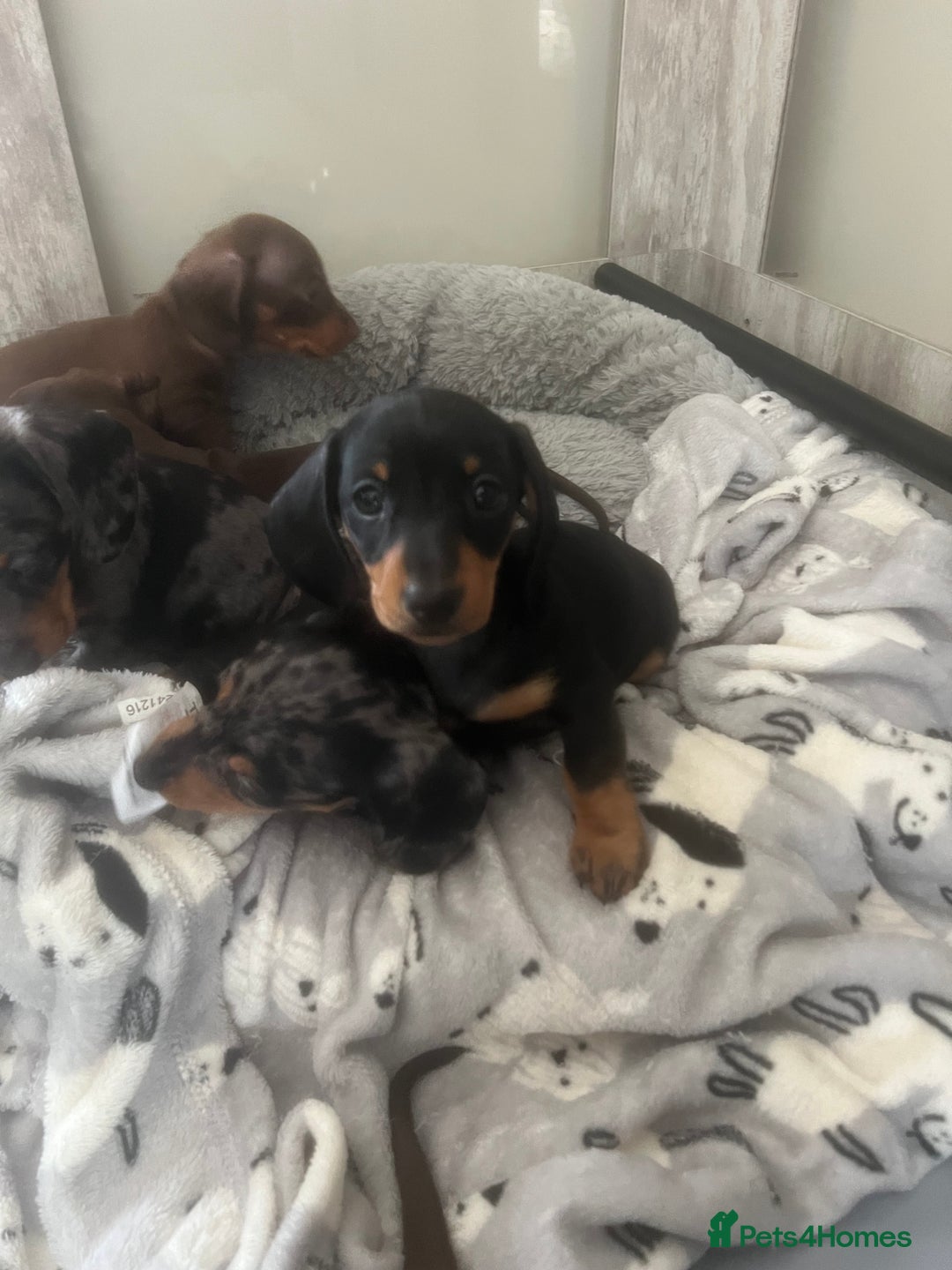 Miniature Dachshund dogs for sale: Ready now Last boy KC REG PRA CLEAR - Image 5