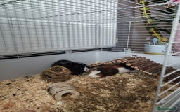 Guinea Pig rodents for sale: Rehoming: Two male guinea pigs  - Image 5