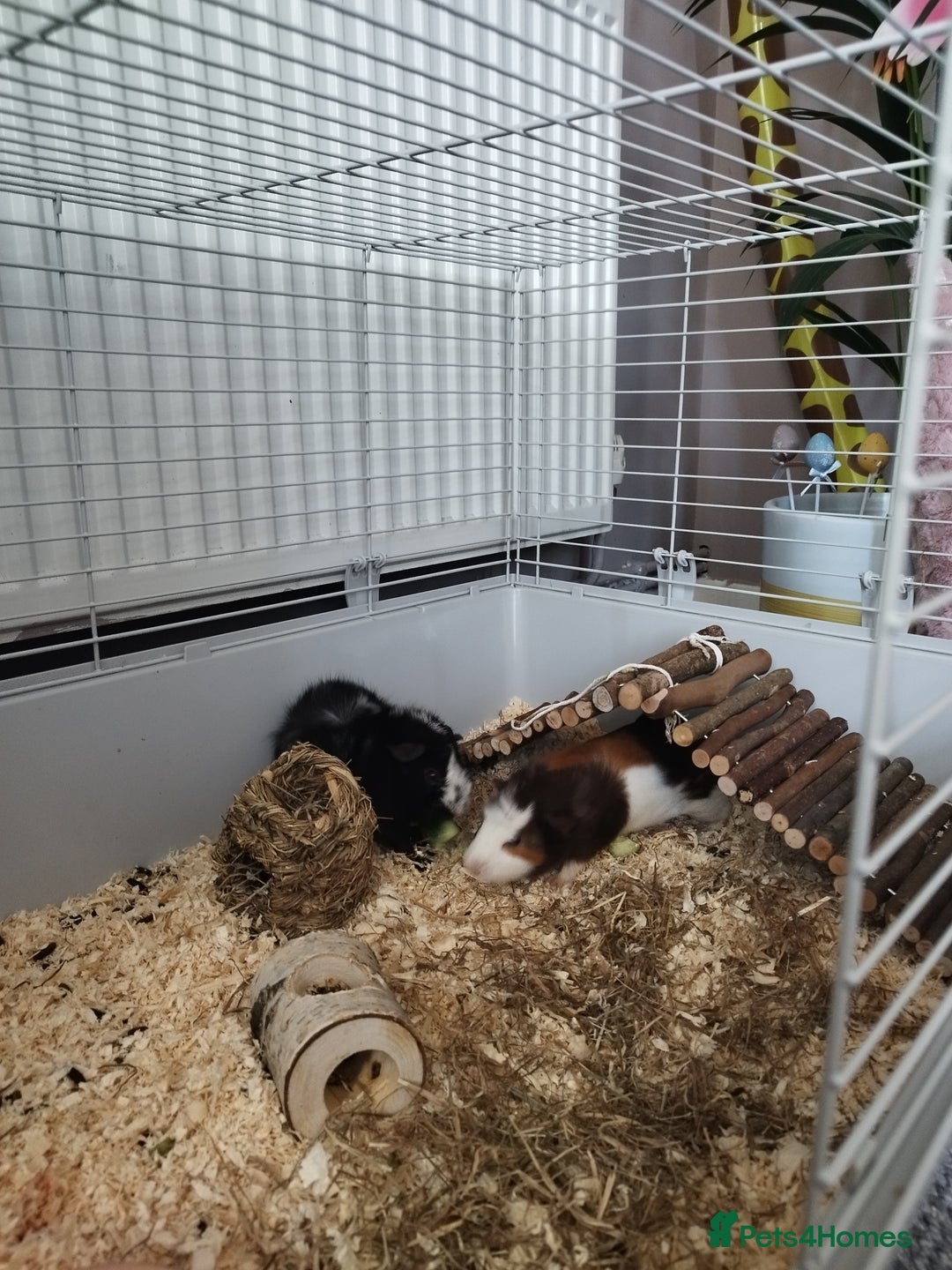 Guinea Pig rodents for sale: Rehoming: Two male guinea pigs  - Image 5