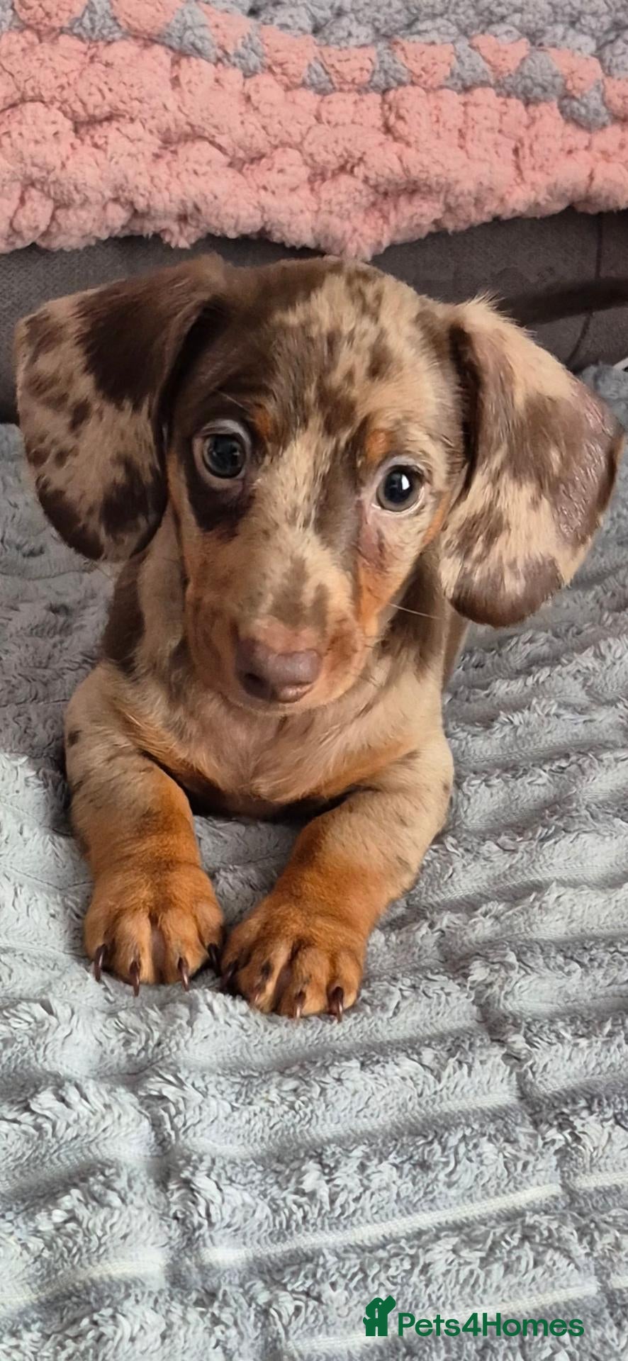Miniature Dachshund dogs 2 miniature Dachshund puppies available  - Advert 1