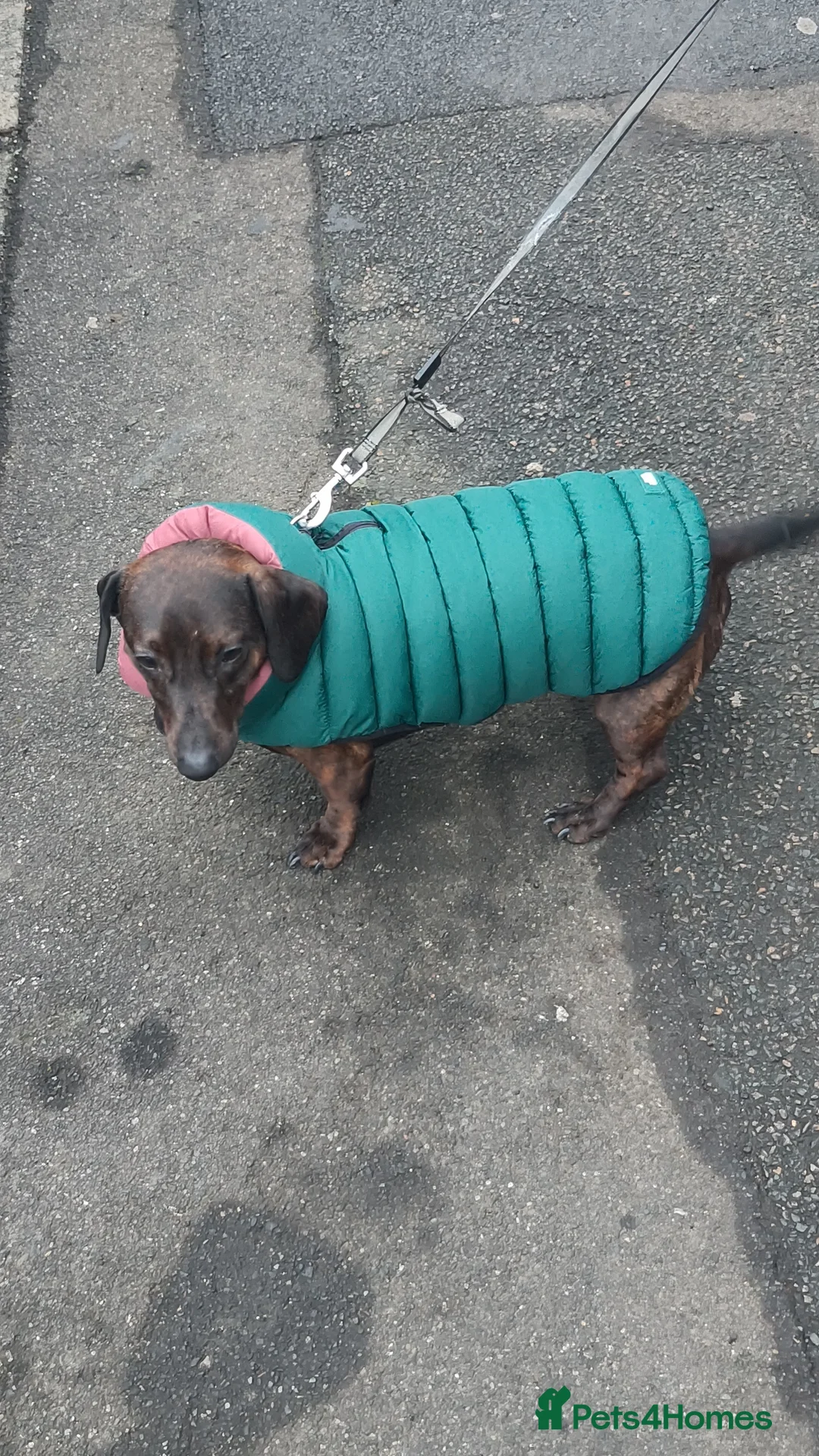 Dachshund dogs for sale: Dachshund puppies - Advert 18