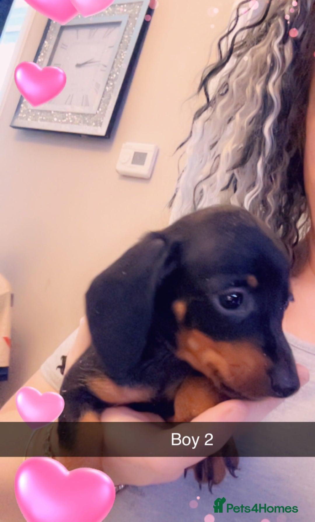 Miniature Dachshund dogs for sale: Beautiful miniature dachshunds  - Advert 6