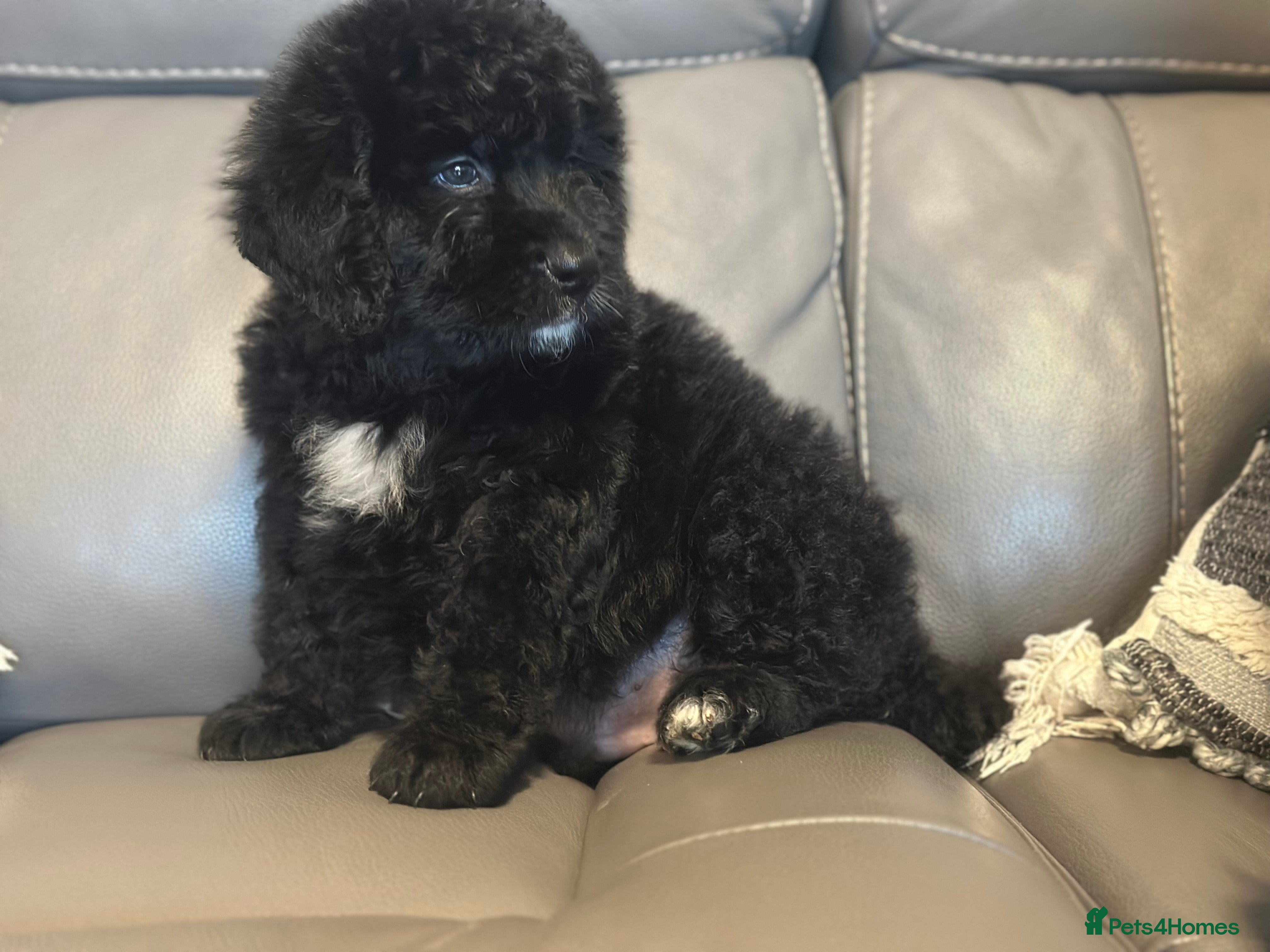 Bernedoodle dogs F1 STANDARD BERNADOODLE LAST 2 BOYS AVAILABLE - Advert 2