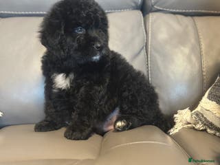Bernedoodle dogs F1 STANDARD BERNADOODLE LAST 2 BOYS AVAILABLE - Advert 2