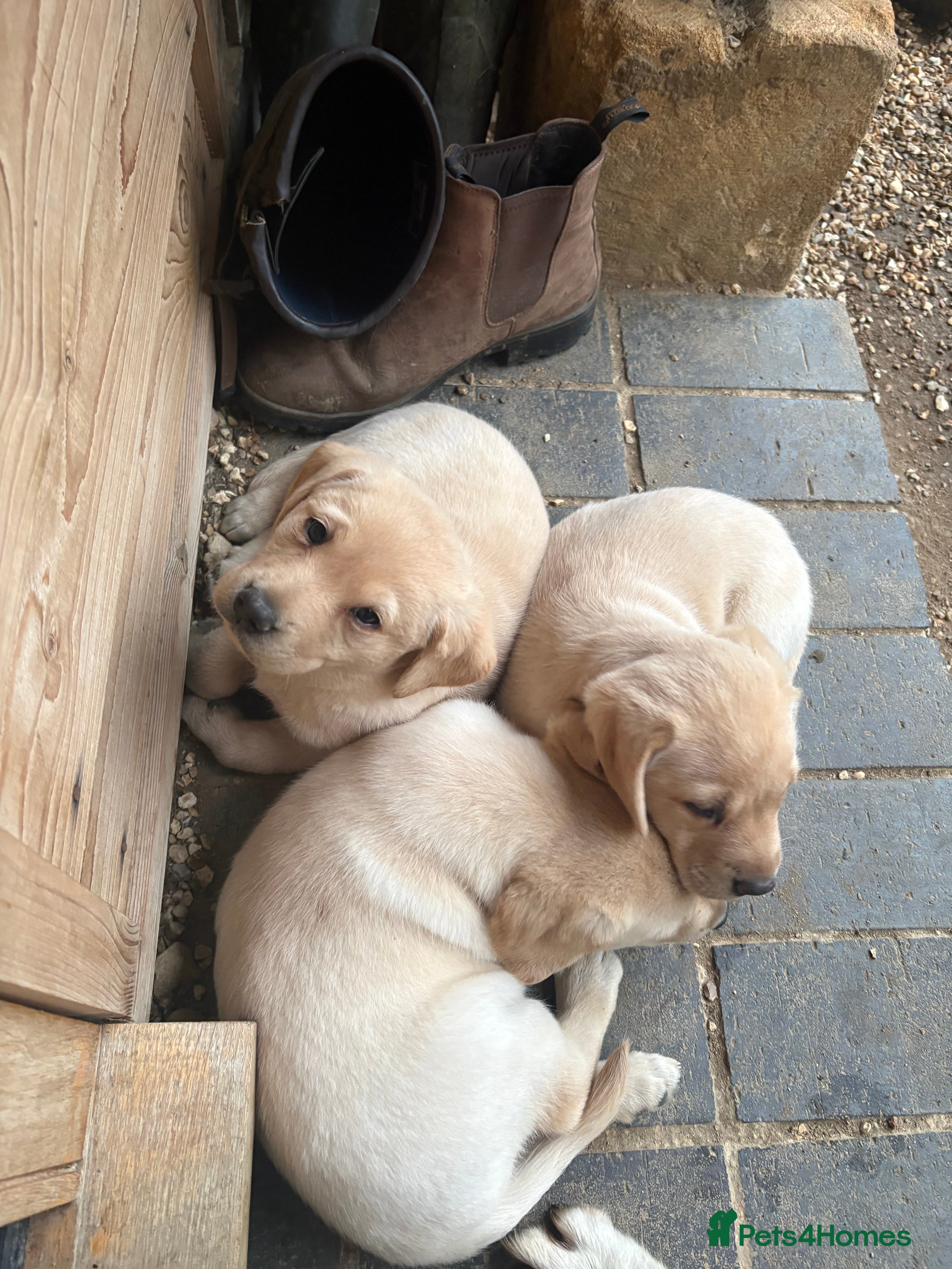 Labrador Retriever dogs LOVELY BITCH PUPS AVAILABLE  - Advert 2