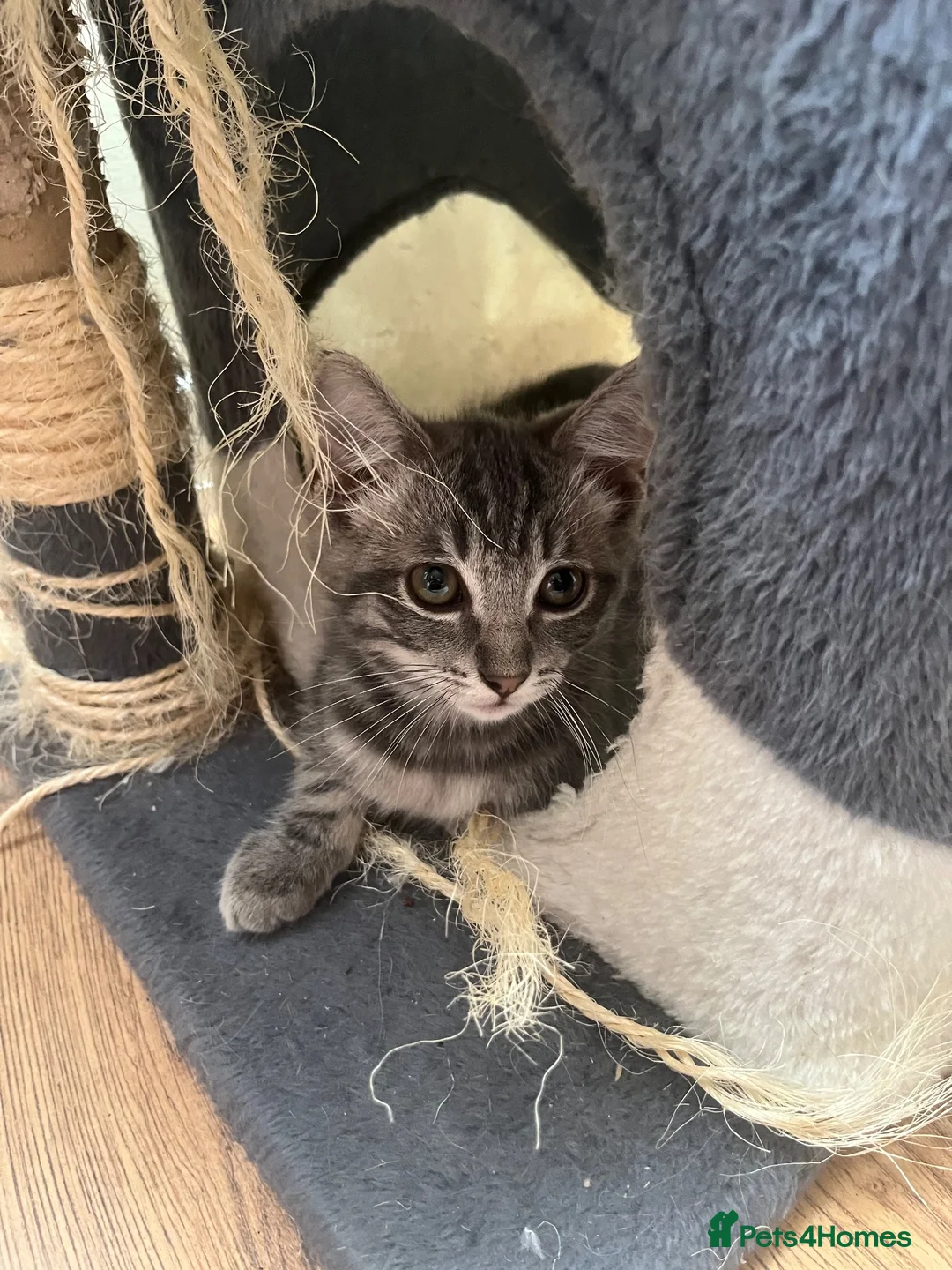 Ragdoll cats for sale: Ragdoll cross tabby kittens - Advert 2