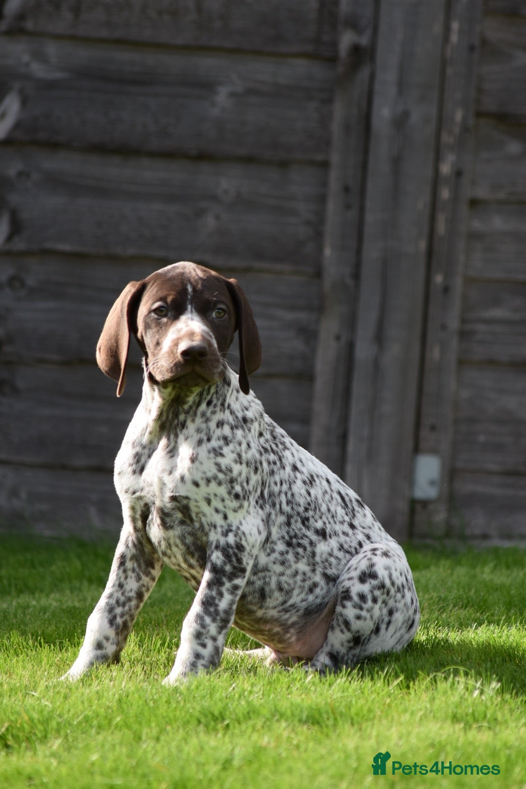 German Shorthaired Pointer dogs ! Ready now !  - Advert 6