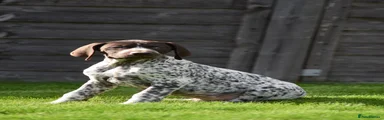 German Shorthaired Pointer 2