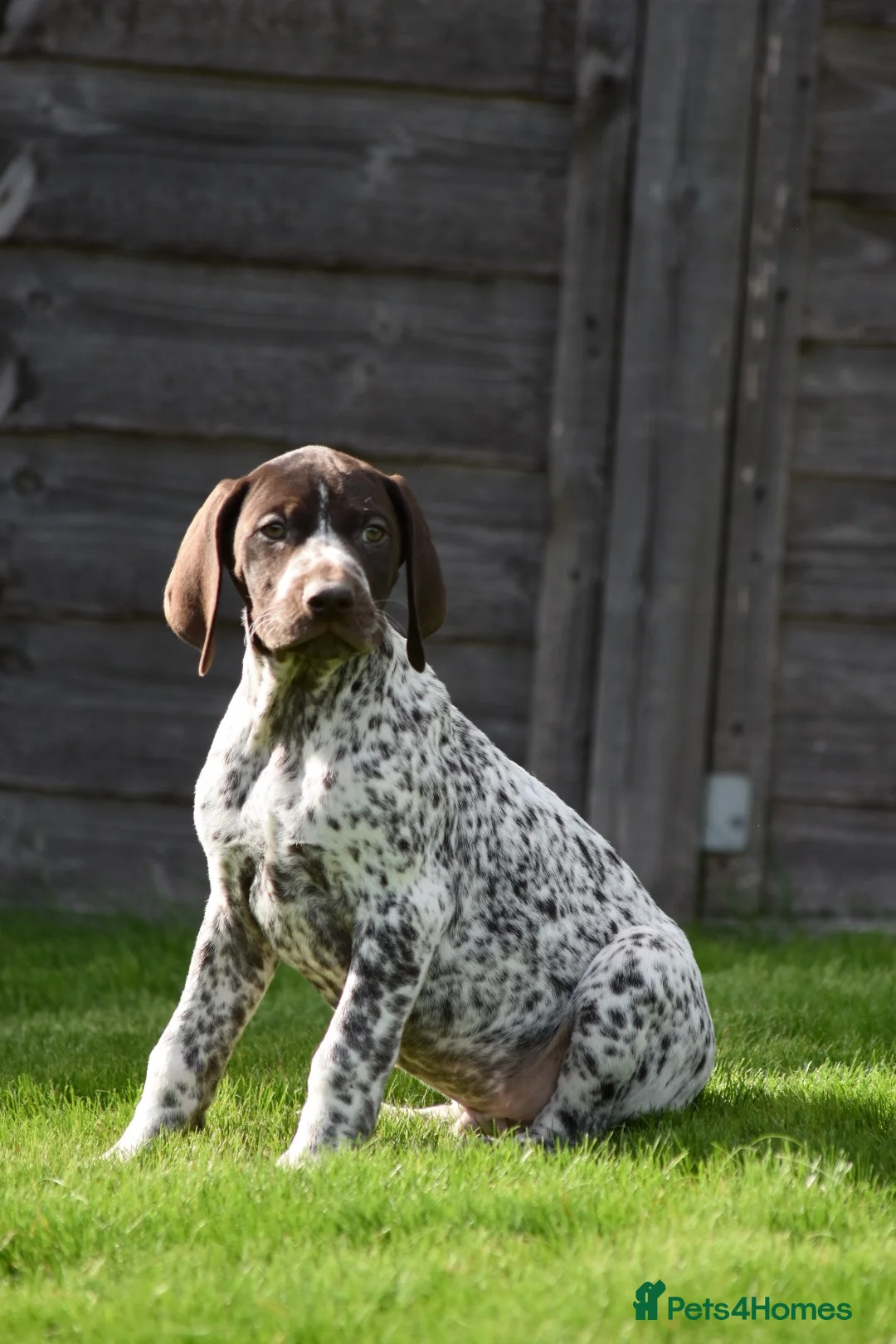 German Shorthaired Pointer dogs for sale: ! Ready now !  - Advert 2