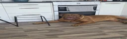Dogue De Bordeaux dogs for sale: Quality litter of Dogue de Bordeux  - Advert 6