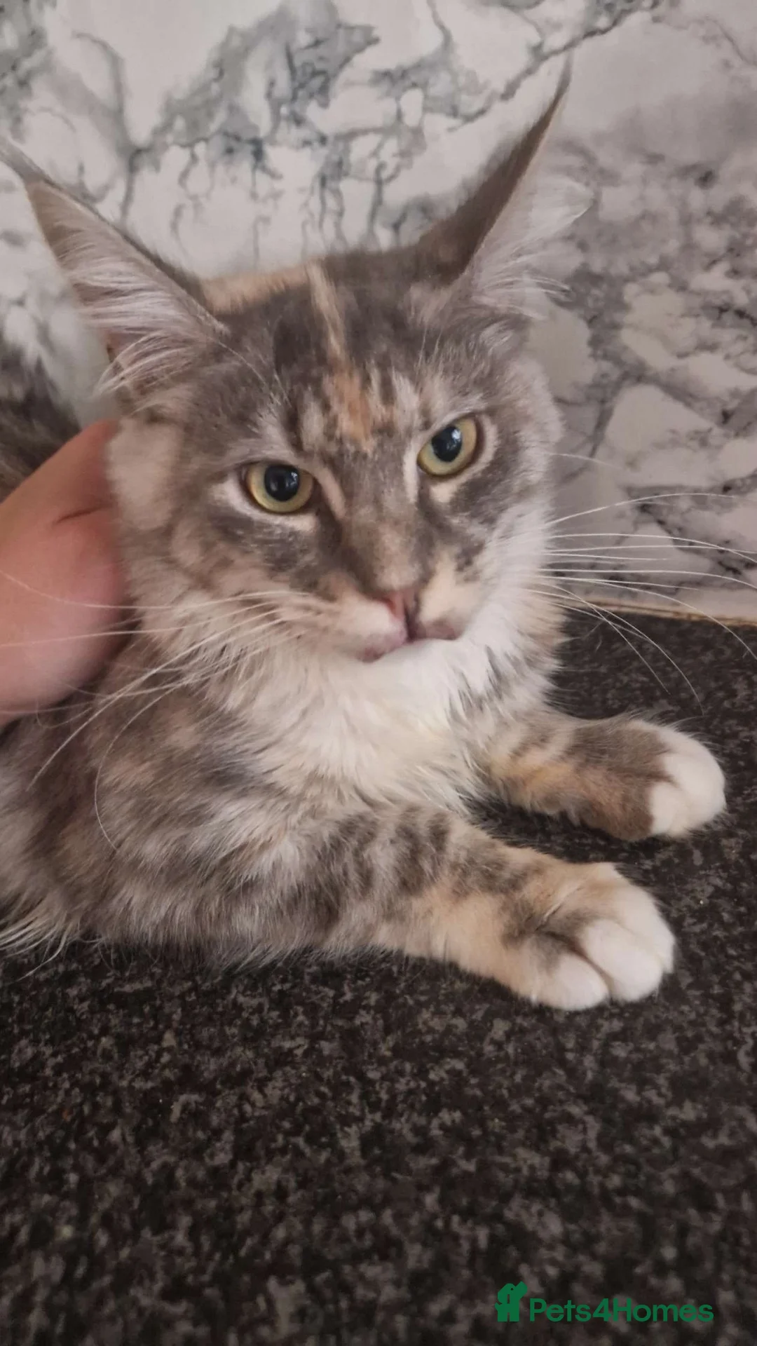 Maine Coon cats for sale: Maine coon  - Advert 2