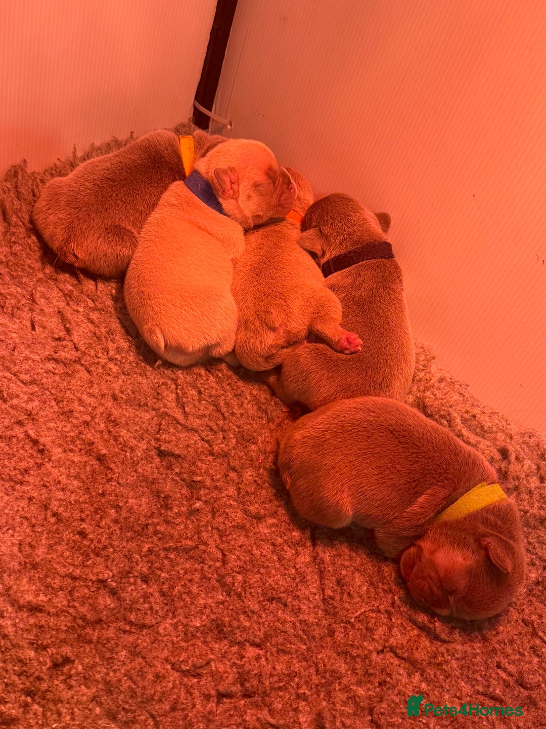 French Bulldog dogs for sale: French Bulldog Puppies  - Advert 28