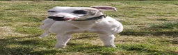 Lurcher dogs for sale: Absolutely stunning, deaf young lurcher in Barnsley - Advert 2