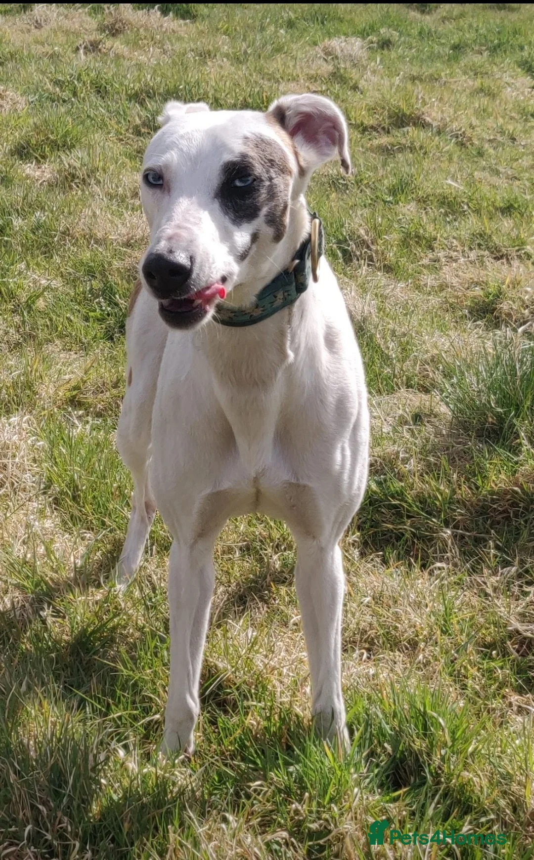 Lurcher dogs for sale: Absolutely stunning, deaf young lurcher in Barnsley - Advert 2