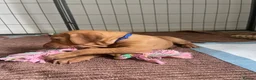 Hungarian Vizsla dogs for sale: Hungarian vizsla puppies  in Thirsk - Advert 4