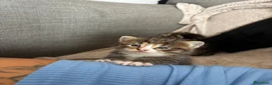 Milo