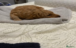 Maltipoo dogs for sale: Toy poodle puppy for sale maltipoo - Image 3