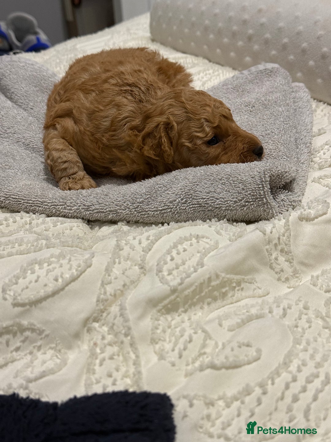 Maltipoo dogs for sale: Toy poodle puppy for sale maltipoo - Image 3
