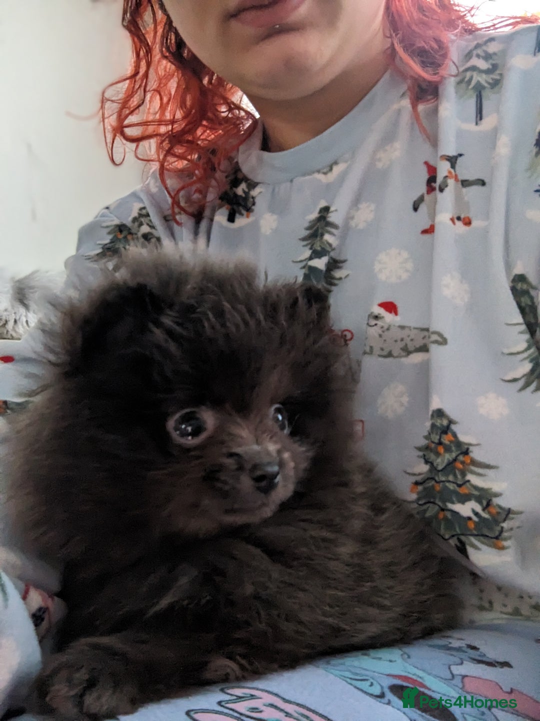 Pomeranian dogs for sale: Pomeranian Blue girl left!   - Advert 7