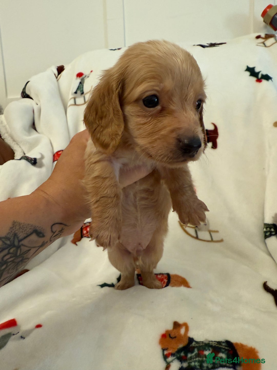 Miniature Dachshund dogs for sale: Beautiful Cream Longcoats Miniature Dachshund  - Advert 15