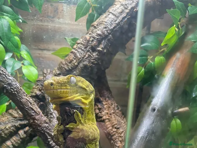 Gecko reptiles for sale: Pair of Leachianus Geckos and juveniles - Advert 1