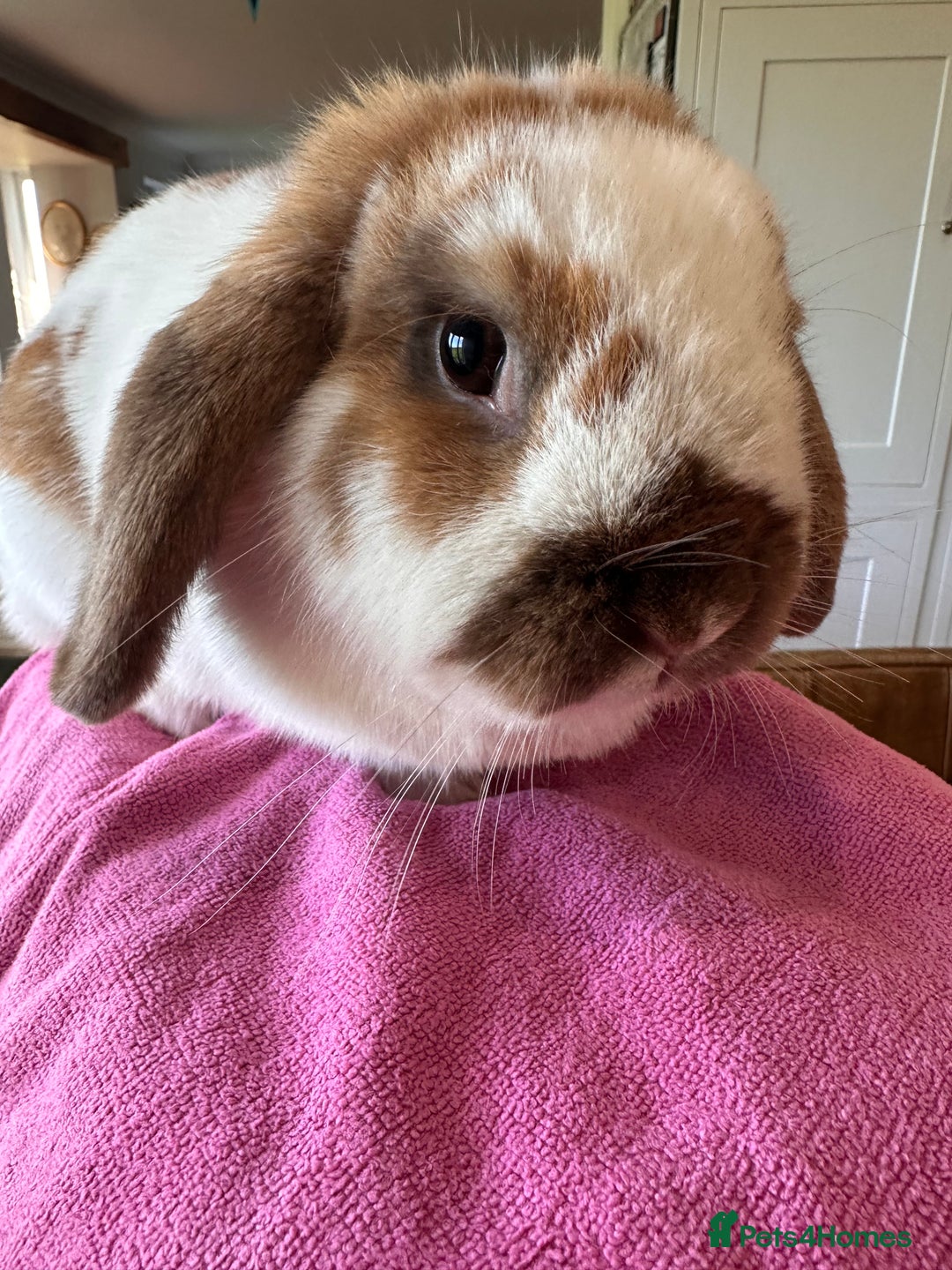 English Lop rabbits for sale: Beautiful female lop - Advert 3