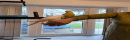 Ringnecks birds for sale: Beautiful Pair of Ringneck Parrots  Sunny & Silky - Advert 9