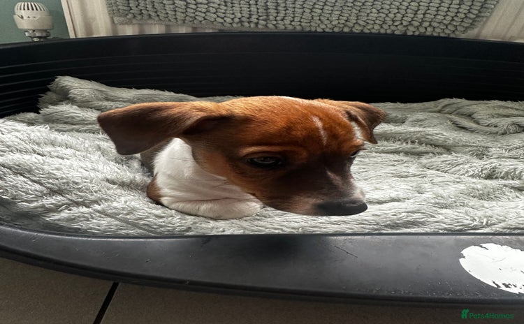 Jack Russell dogs - Advert 12