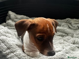 Jack Russell dogs - Advert 13