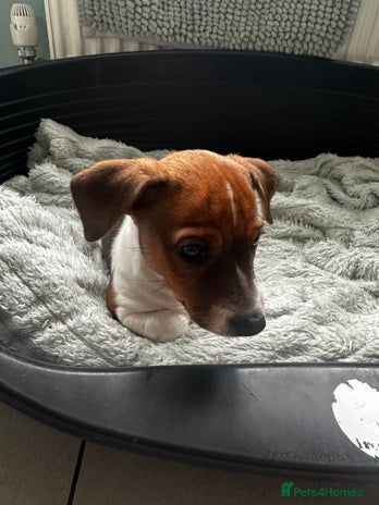 Jack Russell dogs - Advert 9