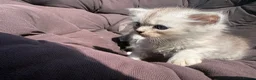 Mixed Breed cats for sale: Beautiful cross kittens  - Advert 10