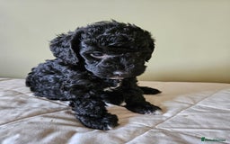 Bedlington Terrier dogs for sale: Bedlington Terrier x Minature Poodle - Image 9