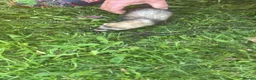 Ferret rodents for sale: 5jills 1hob in Doncaster - Advert 2
