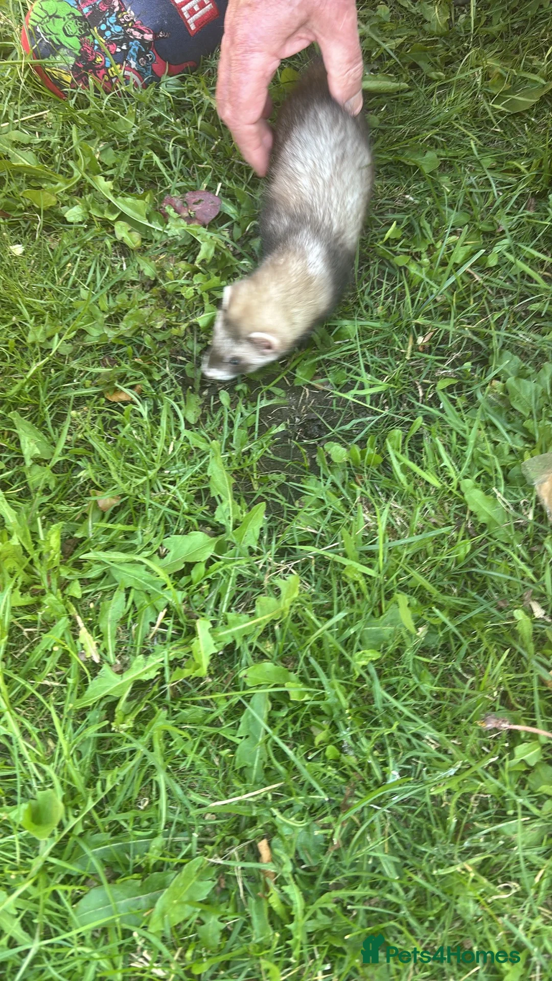 Ferret rodents for sale: 5jills 1hob in Doncaster - Advert 2