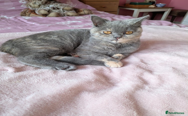 British Shorthair cats Beautiful female BSH kitten  - Advert 2