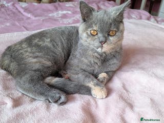 British Shorthair cats Full pedigree British Short Haired Kitten. - Advert 18