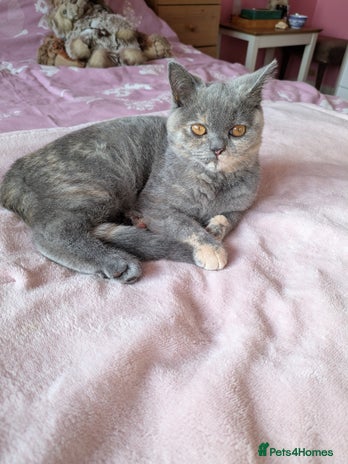 British Shorthair cats Beautiful female BSH kitten - Advert 2